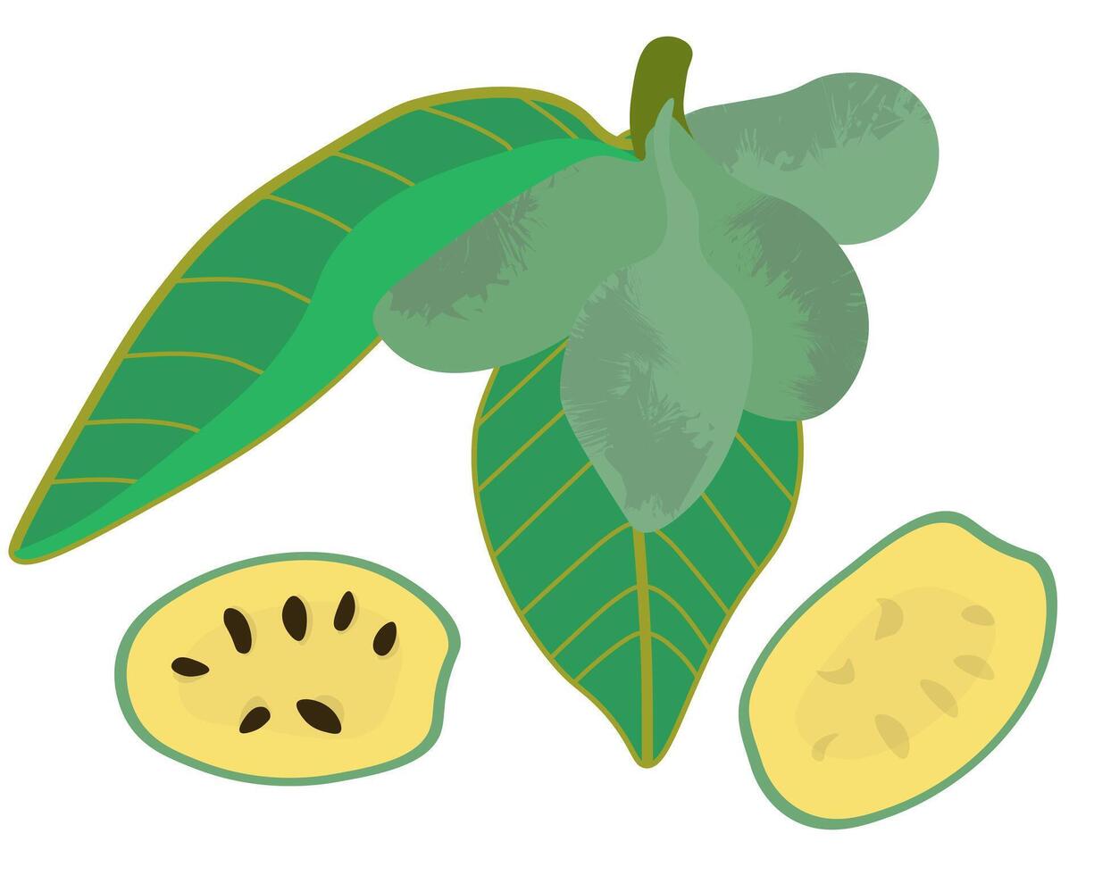 Asimina triloba branch with the fruits of a plant, a nutritious pawpaw fruit with juicy pulp and hard seeds vector