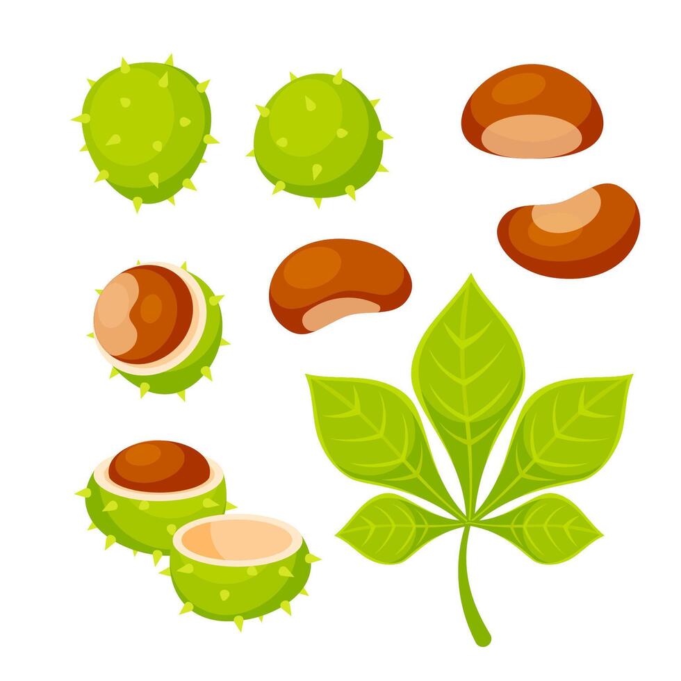 Set of illustrations showing different parts of a horse chestnut, including its spiky shell, the seed and the leaf vector