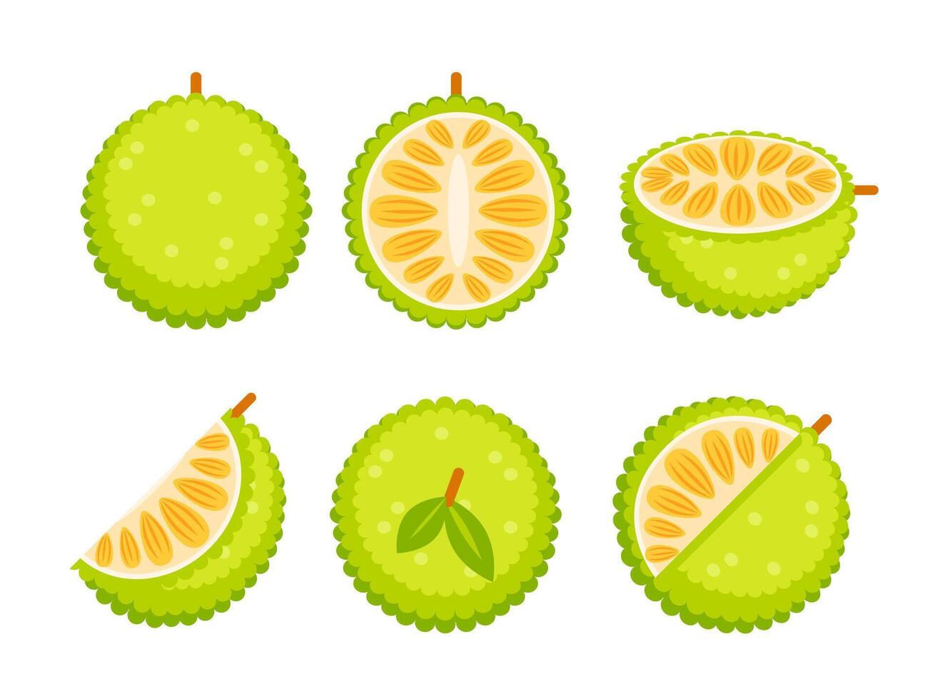 Jackfruit tropical fruit with Seed Coat and Fibrous Core vector