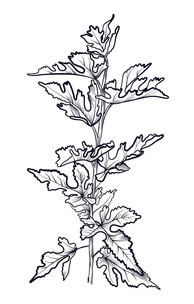 black and white hand-drawn mulberry branches illustration vector