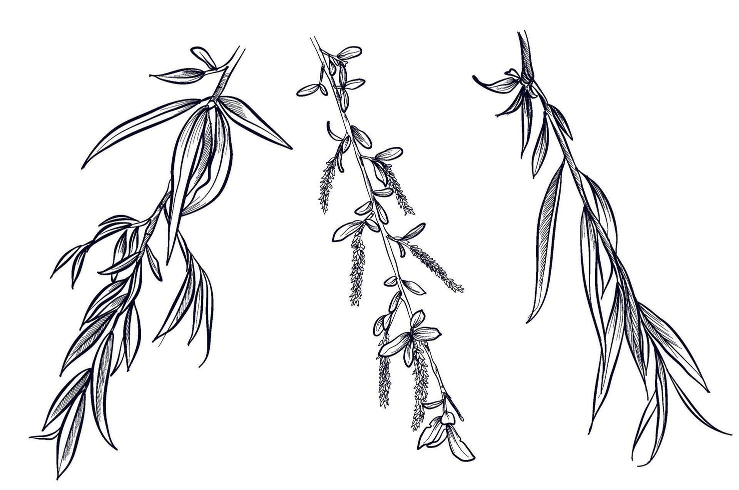 a set of black and white hand drawings of birch branches vector