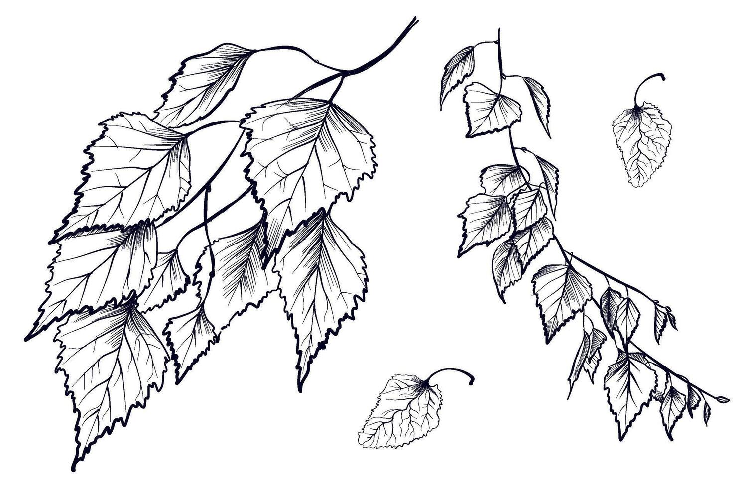 a set of black and white hand-drawn drawings of branches with birch foliage vector