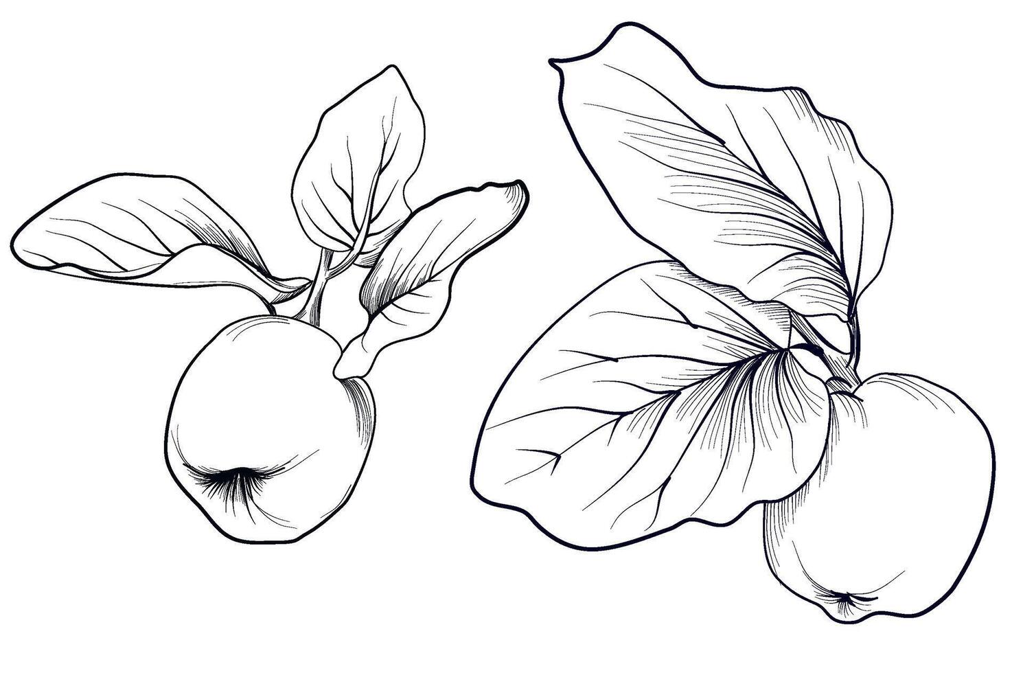 a set of black and white hand-drawn drawings of a quince tree fruit with leaves on a branch vector