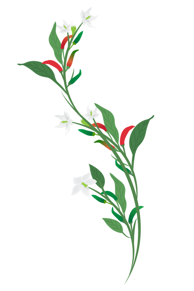 chili brunch element isolated on background png