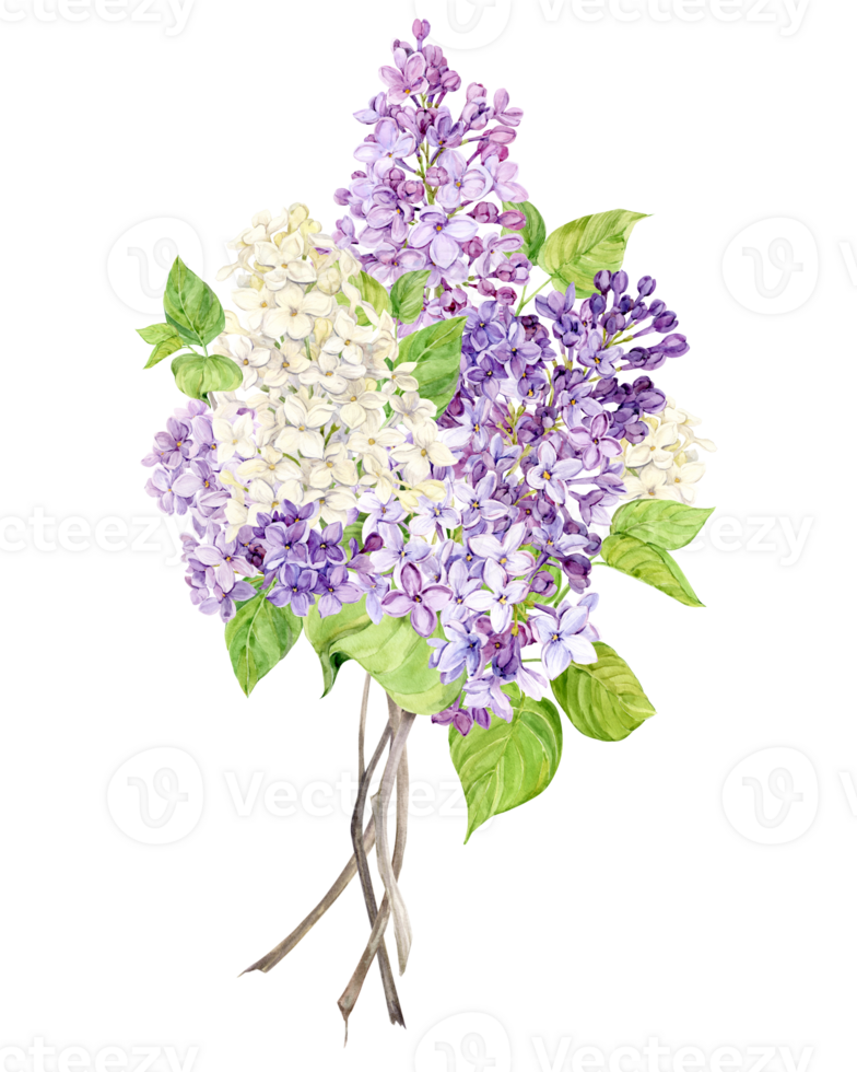Bouquet of lilac. Violet, white and lilac spring watercolor flowers. Illustration for greeting cards with the image of Mother's Day, Women's Day, wedding in Provence style. png