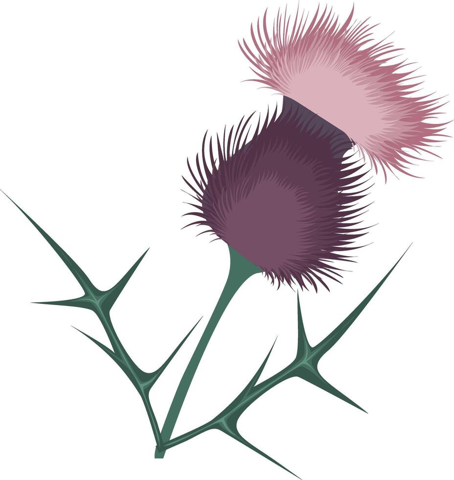 Beautiful thistle and leaves, print for shoppers, mugs, notebooks, posters, T-shirts, tales, calendars. vector