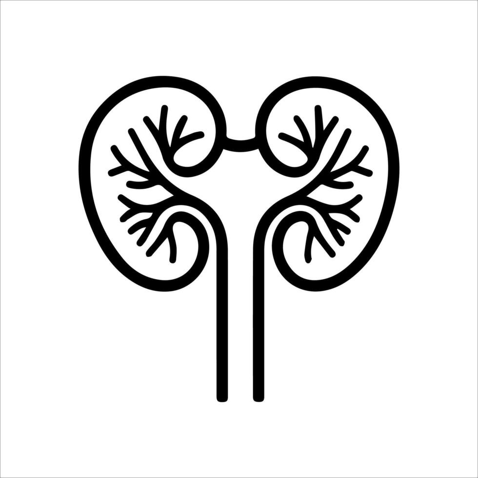 The kidney icon, a black and white line drawing vector
