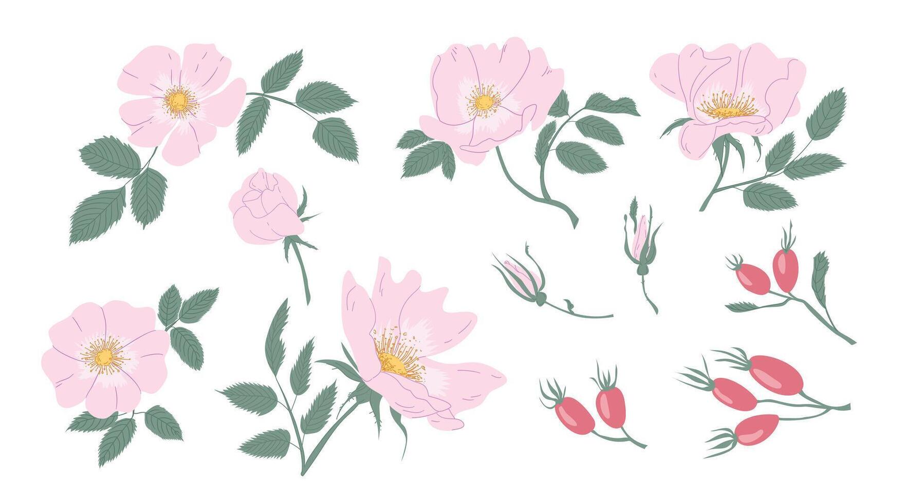 Tender Pink Flowers of Rosa Canina or Dog Rose Plant Set vector