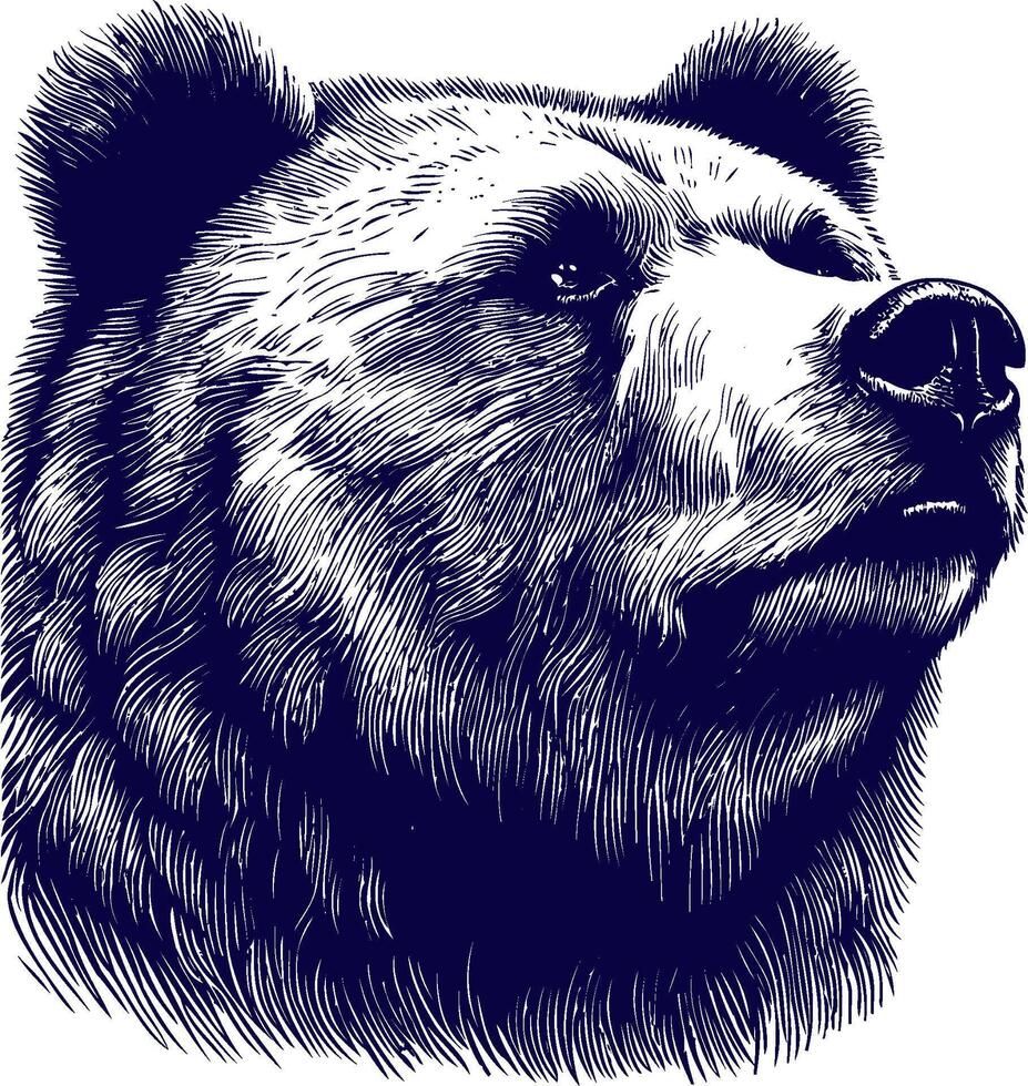 Bear Portrait Close-Up vector