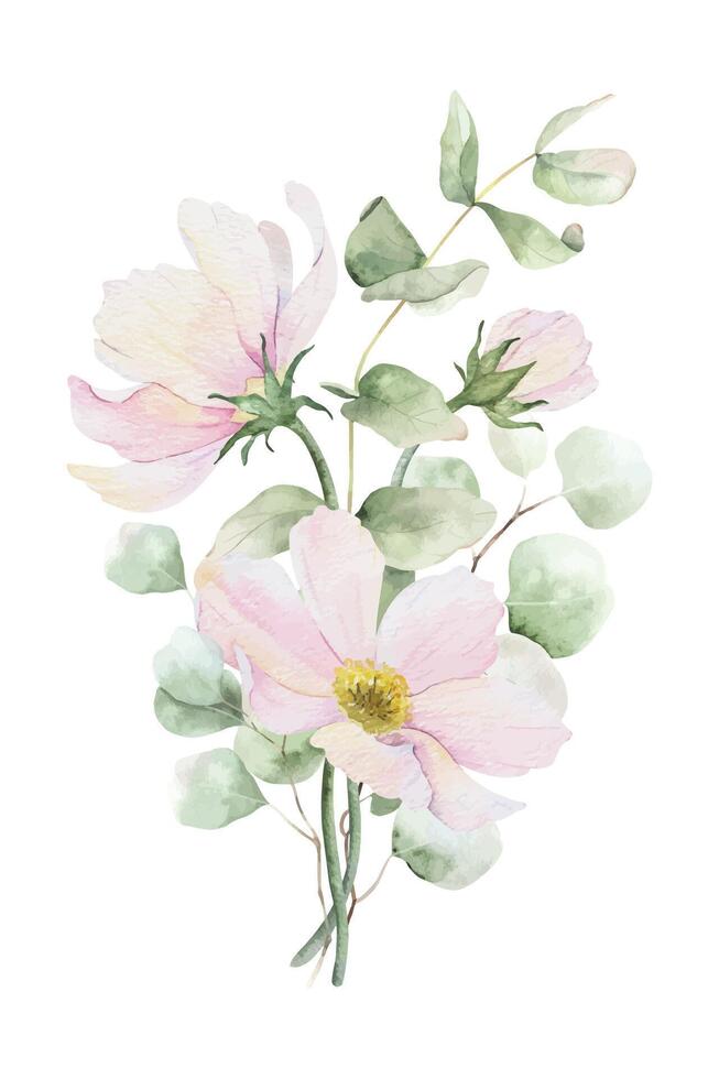 Pink cosmos flowers, eucalyptus leaves and bunches. Floral pastel style bouquets. Isolated hand drawn watercolor illustration for wedding design, cards, posters, greetings, save the date vector