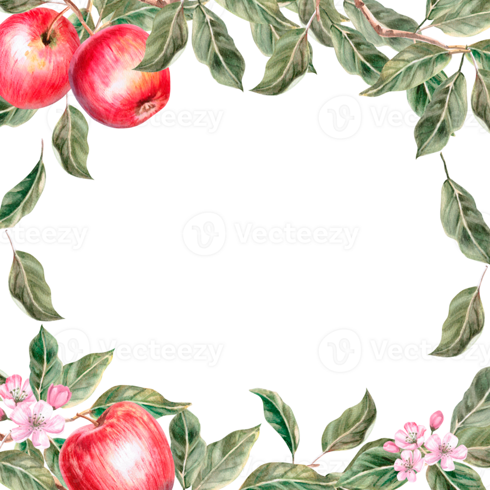 Square frame of whole red apples blossom branches. Isolated watercolor illustration for farm fruit design, agricultural fairs, organic product packaging. Harvesting in orchard png