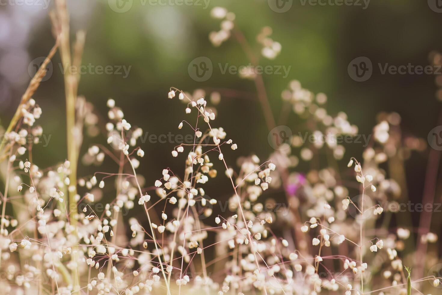 Wild grass on summer meadow photo