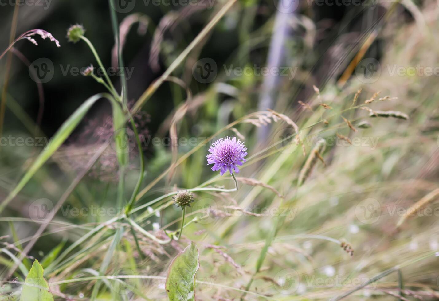 Wildflowers on summer field. photo