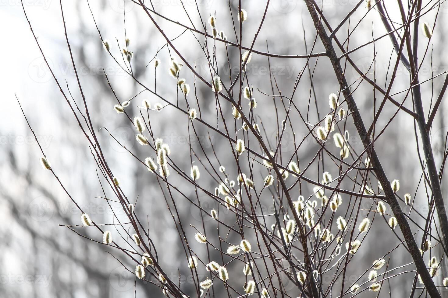 Willow tree branches on spring sky background photo