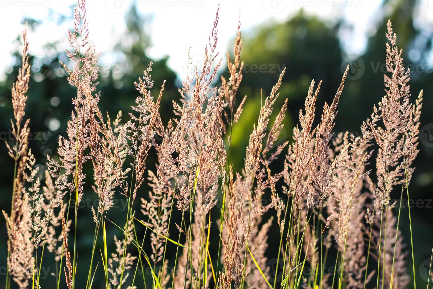 Wild grass on a field in a warm sunset light in a summer evening. photo