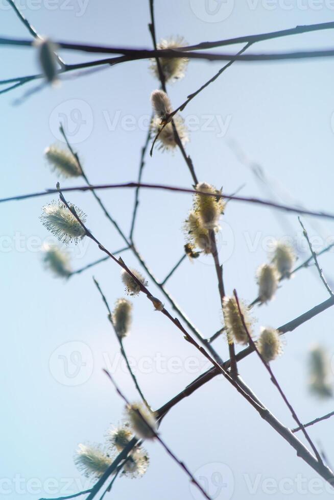 Willow tree branches on spring sky background photo