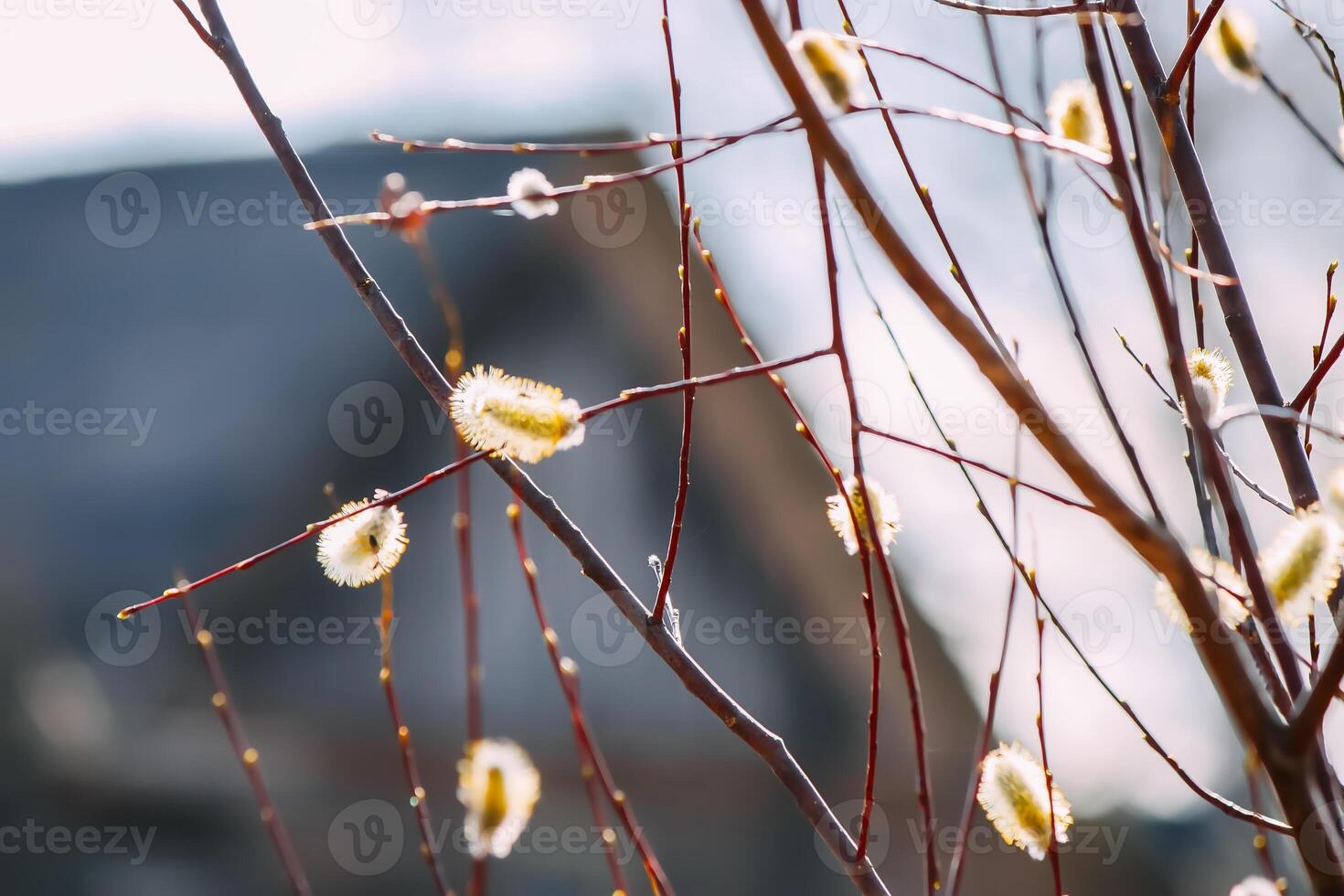 Willow tree branches on spring sky background photo
