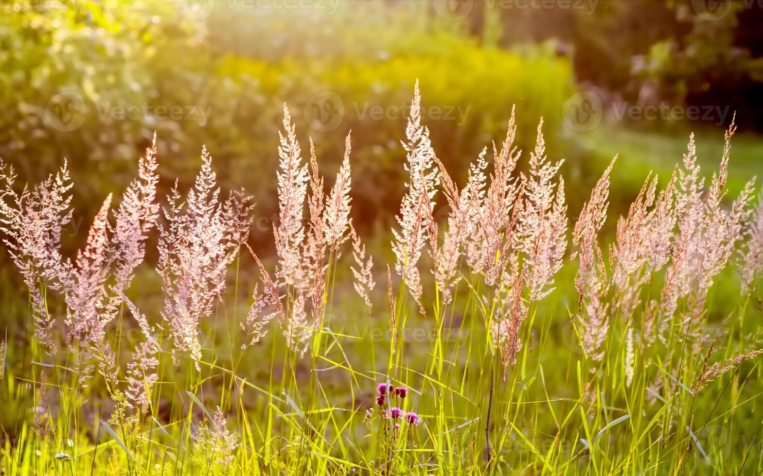 Wild grass on a field in a warm sunset light in a summer evening. photo