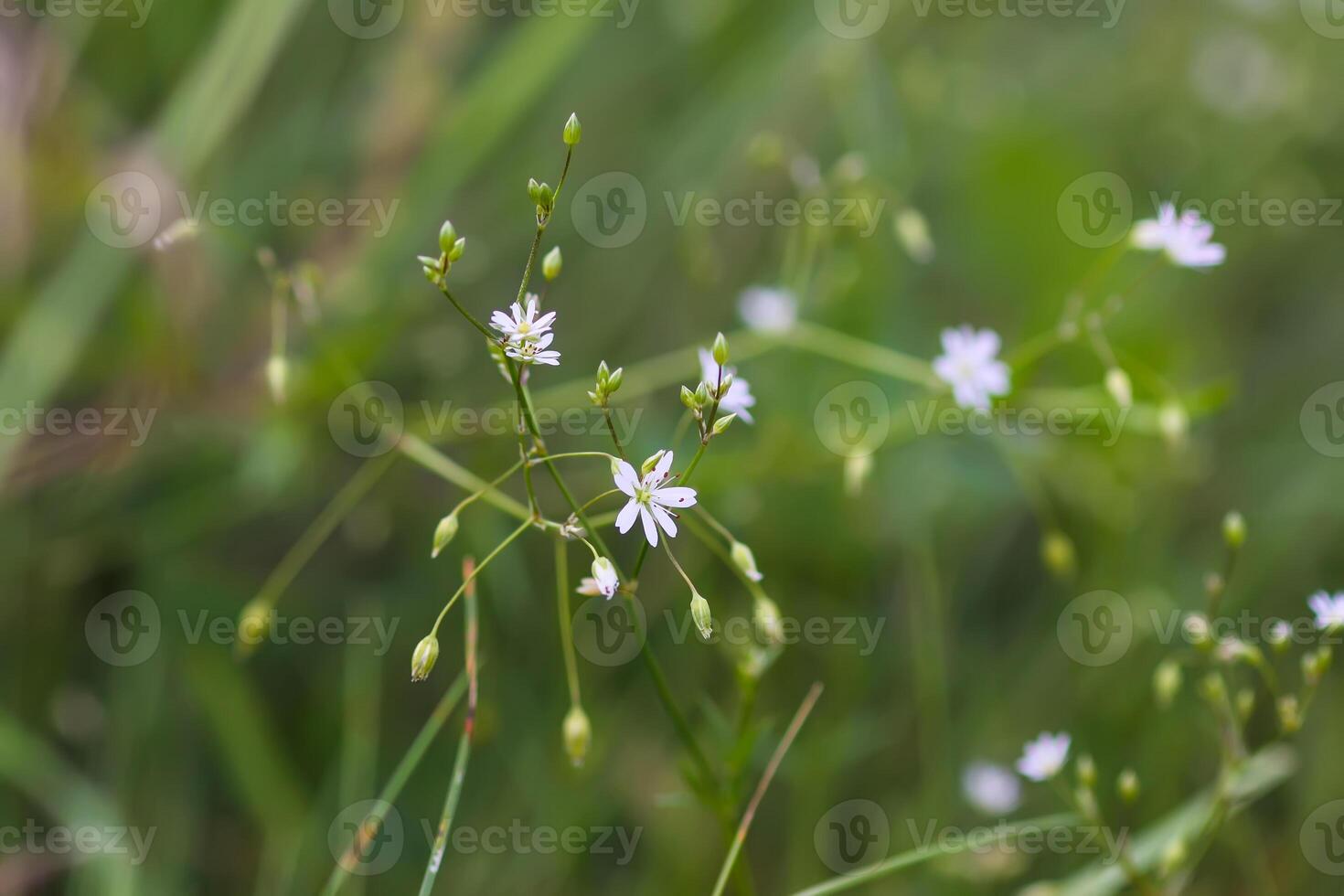 Wildflowers on summer field. photo