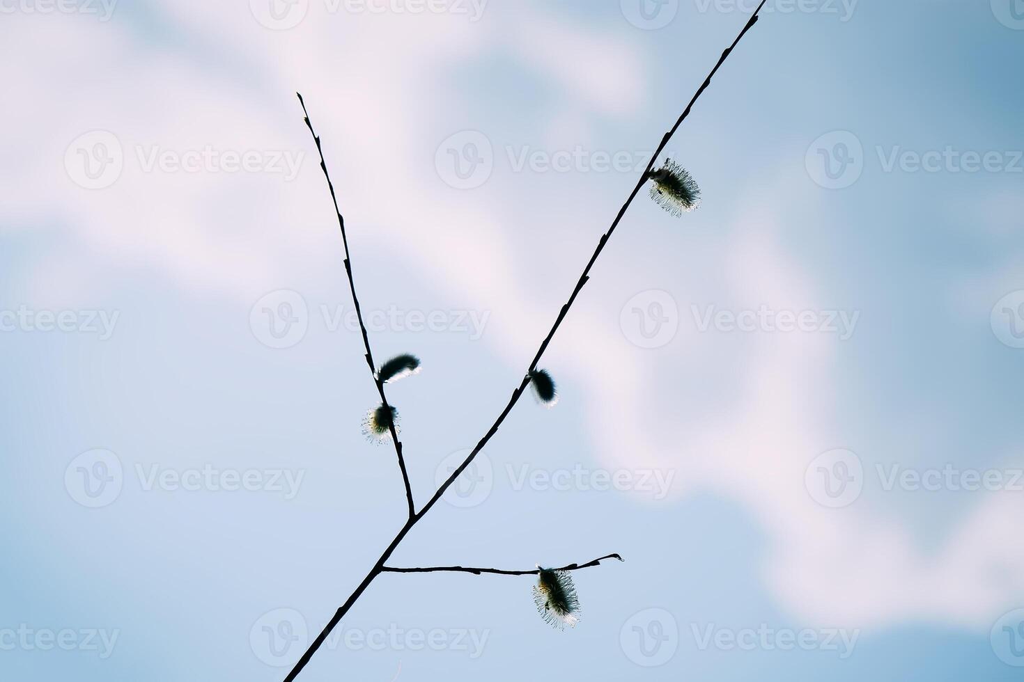 Willow tree branches on spring sky background photo