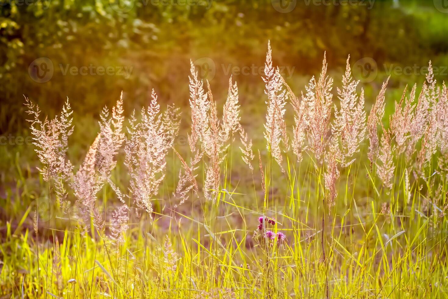 Wild grass on a field in a warm sunset light in a summer evening. photo