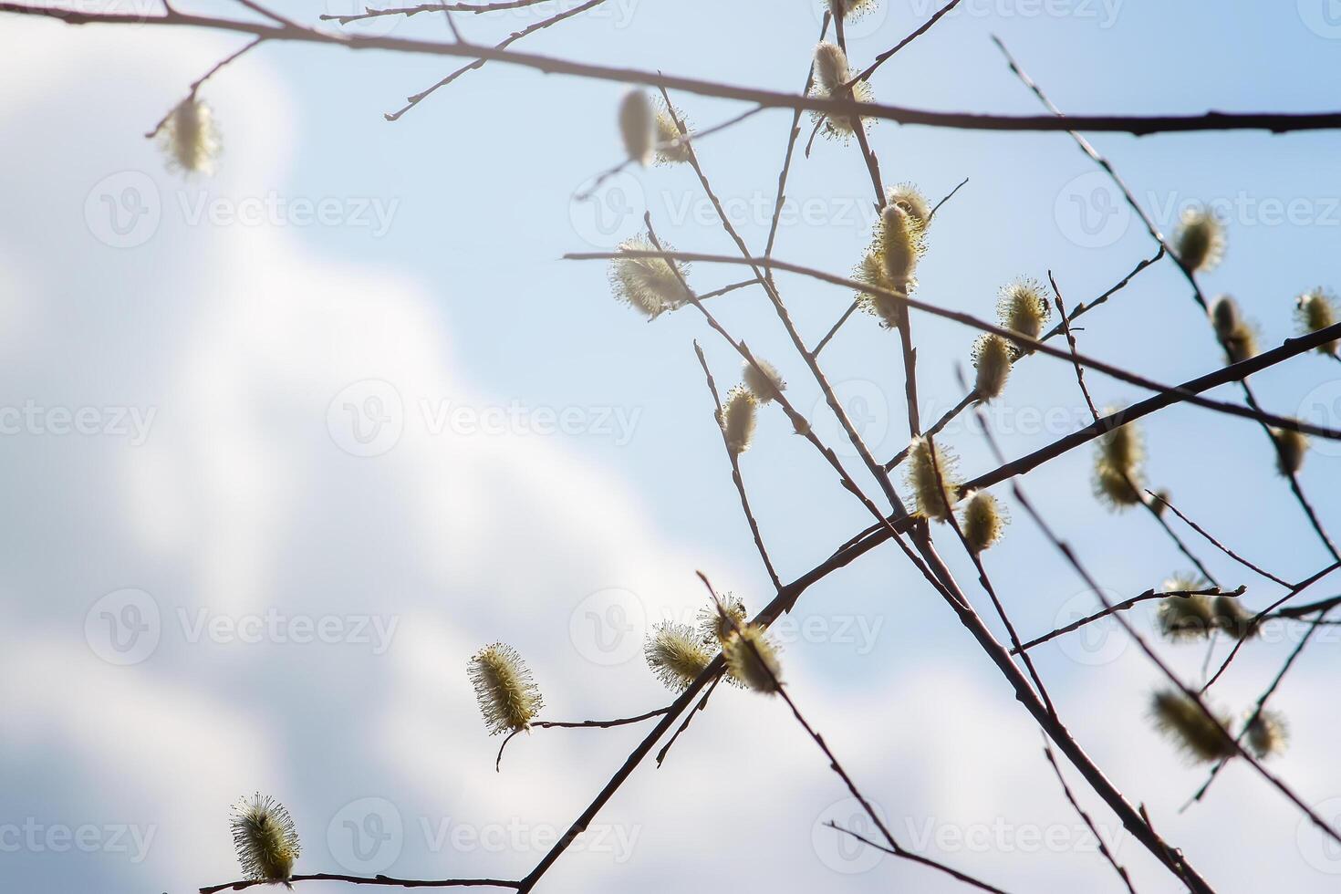 Willow tree branches on spring sky background photo