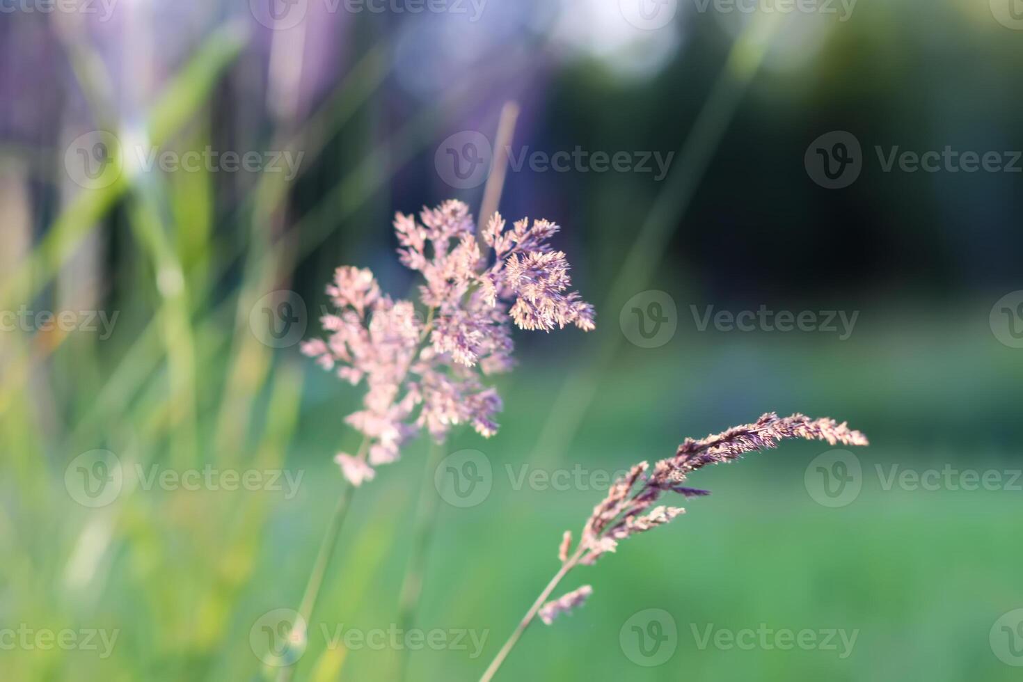 Wild grass on a field in a warm sunset light in a summer evening. photo