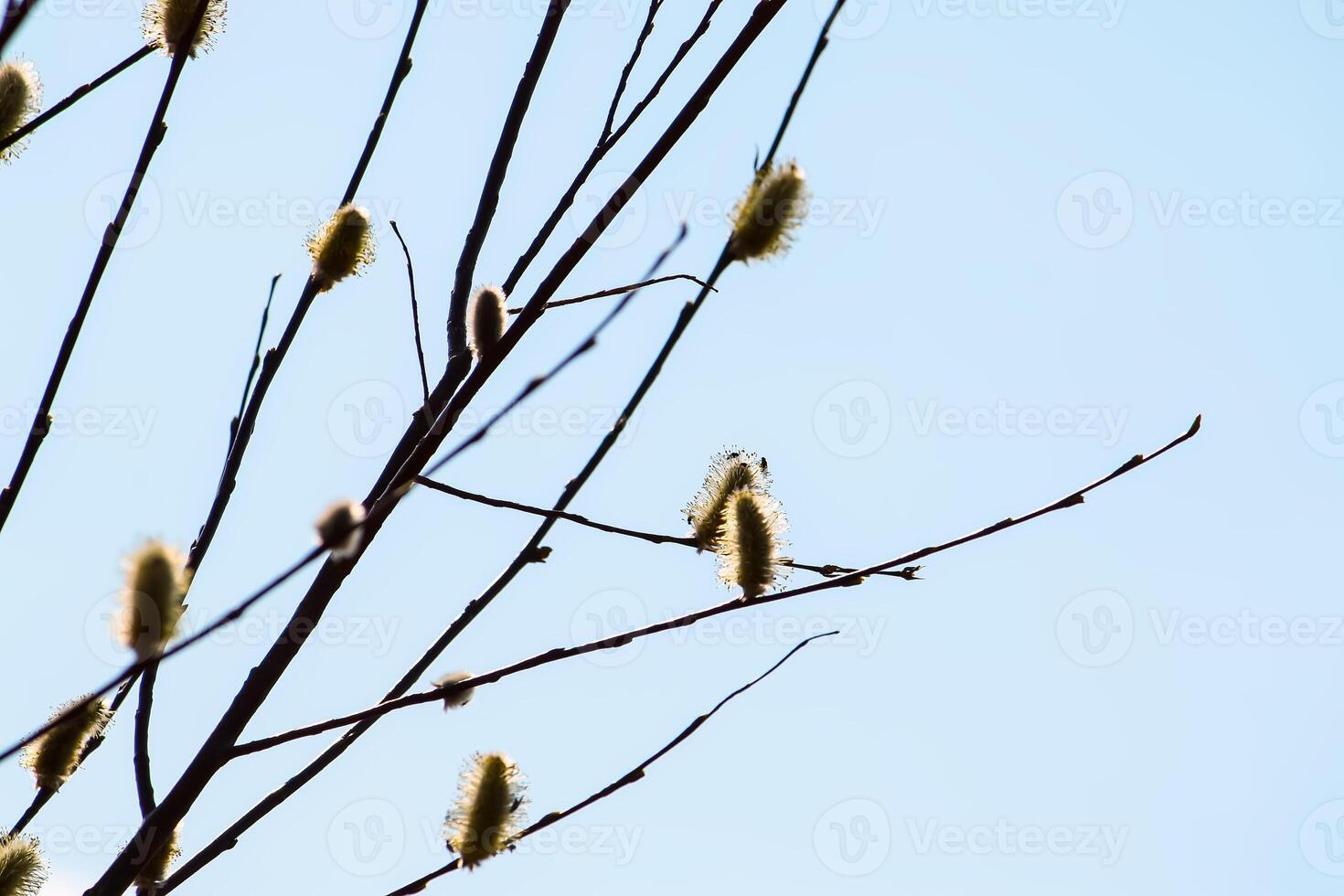 Willow tree branches on spring sky background photo