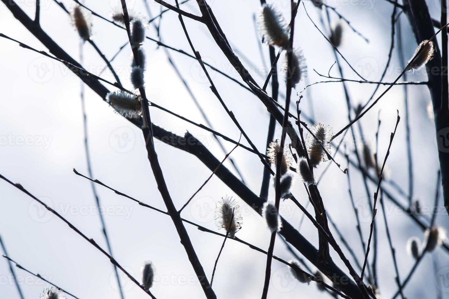 Willow tree branches on spring sky background photo