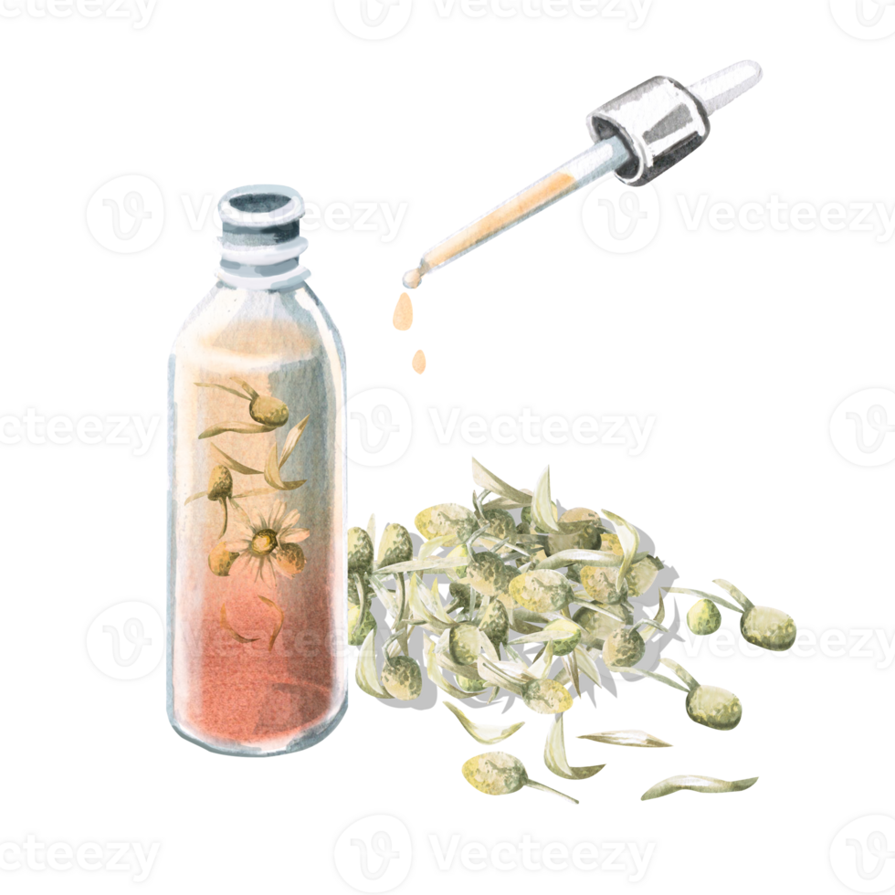 Composition of transparent bottle with chamomile essence and pipette and dried chamomile on background. Isolated watercolor illustration for home cosmetics, skincare, spa, beauty salons png