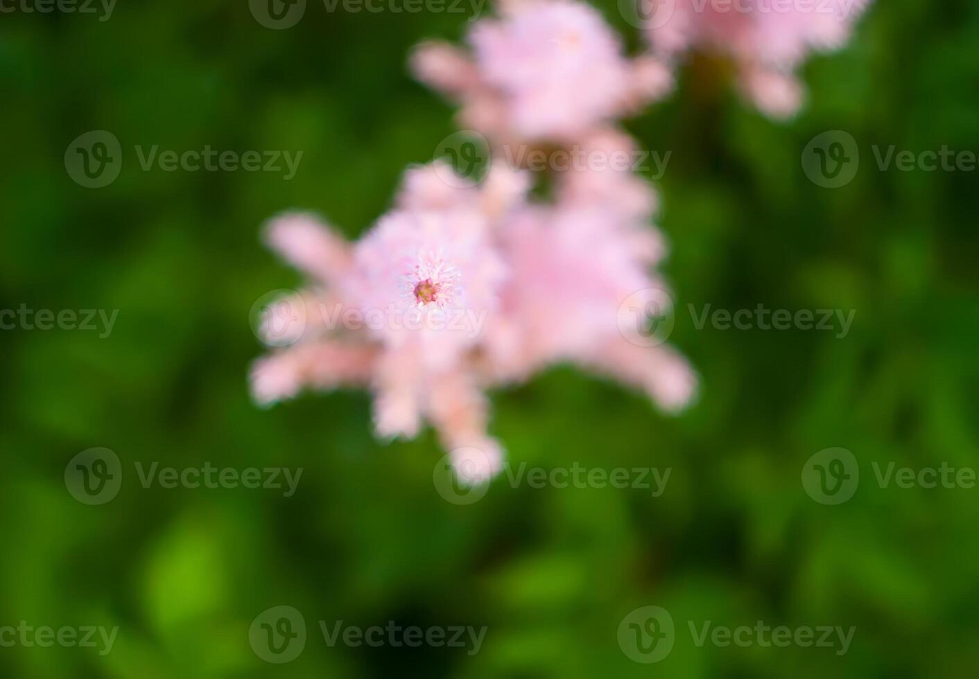 Beautiful garden flowers in bloom. Decorative plants in flowering season. photo