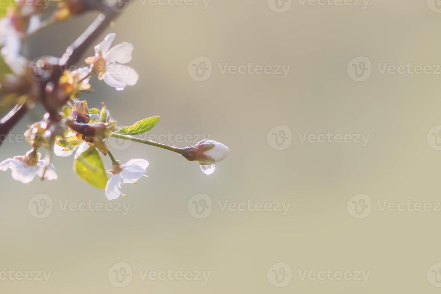 White cherry blossoms in spring park. Beautiful nature background. Springtime in countryside. photo