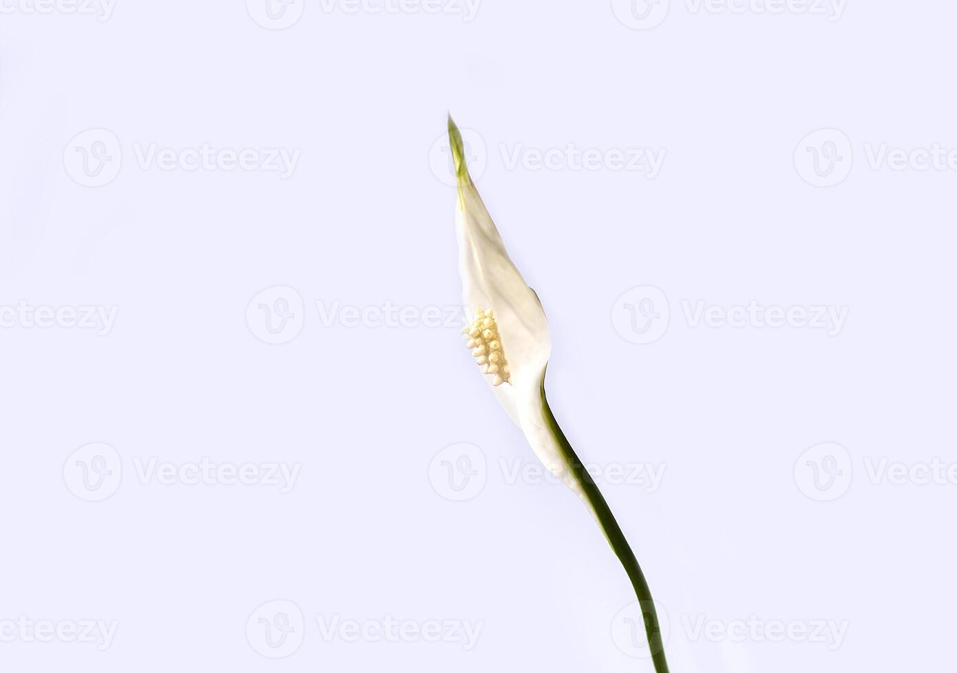 Ornamental house plant Spathiphyllum photo