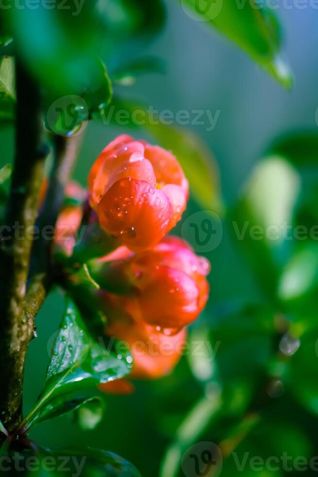 Flowering Cydonia plant. Red spring flowers of Japanese quince photo