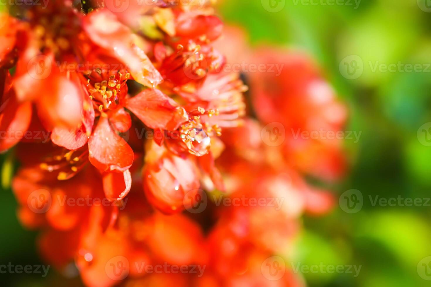 Flowering Cydonia plant. Red spring flowers of Japanese quince photo