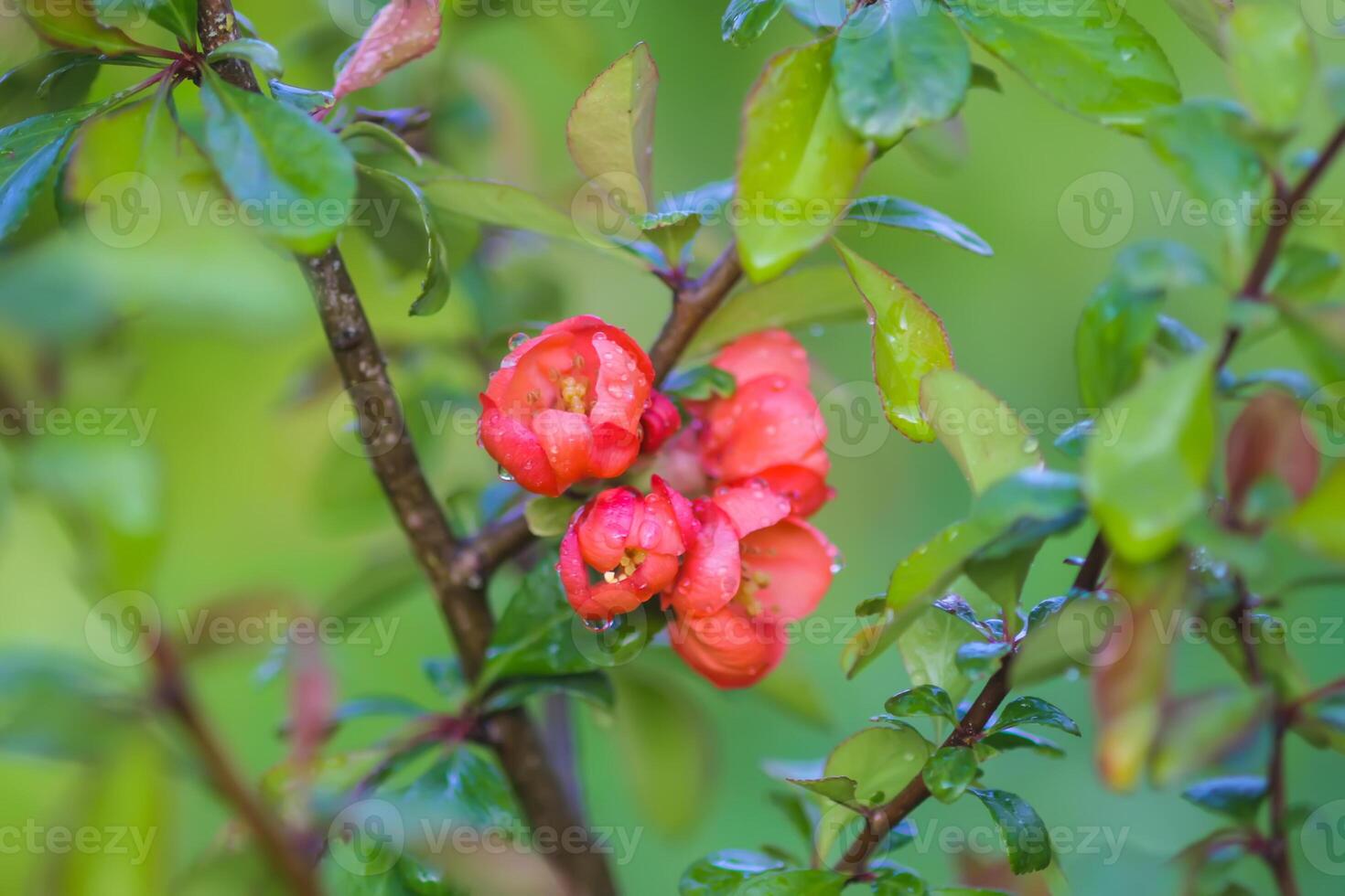 Flowering Cydonia plant. Red spring flowers of Japanese quince photo