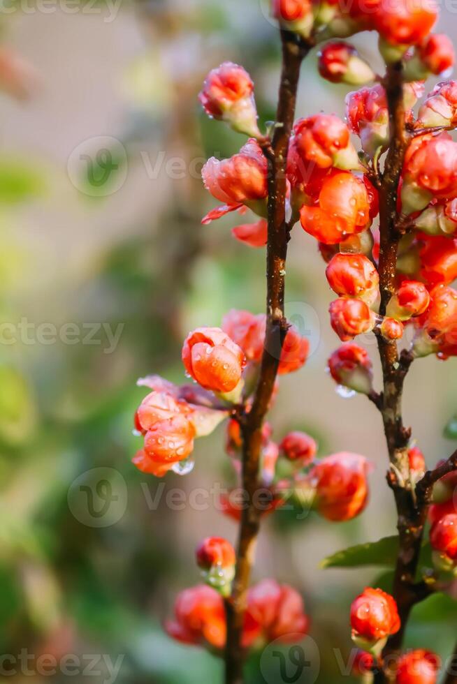 Flowering Cydonia plant. Red spring flowers of Japanese quince photo