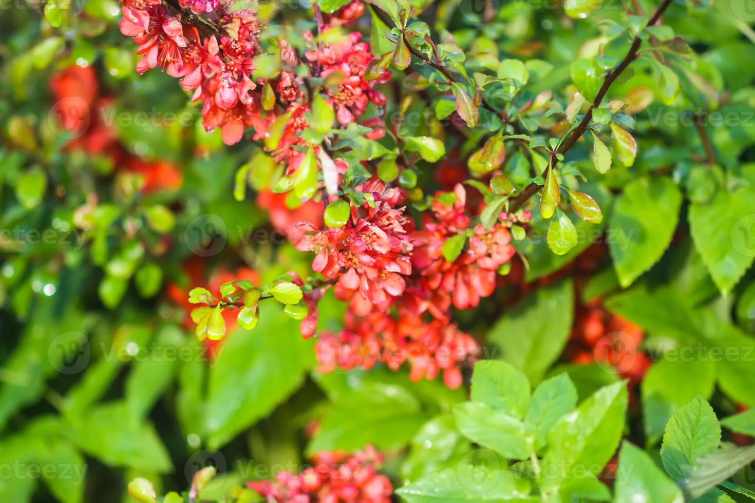 Flowering Cydonia plant. Red spring flowers of Japanese quince photo