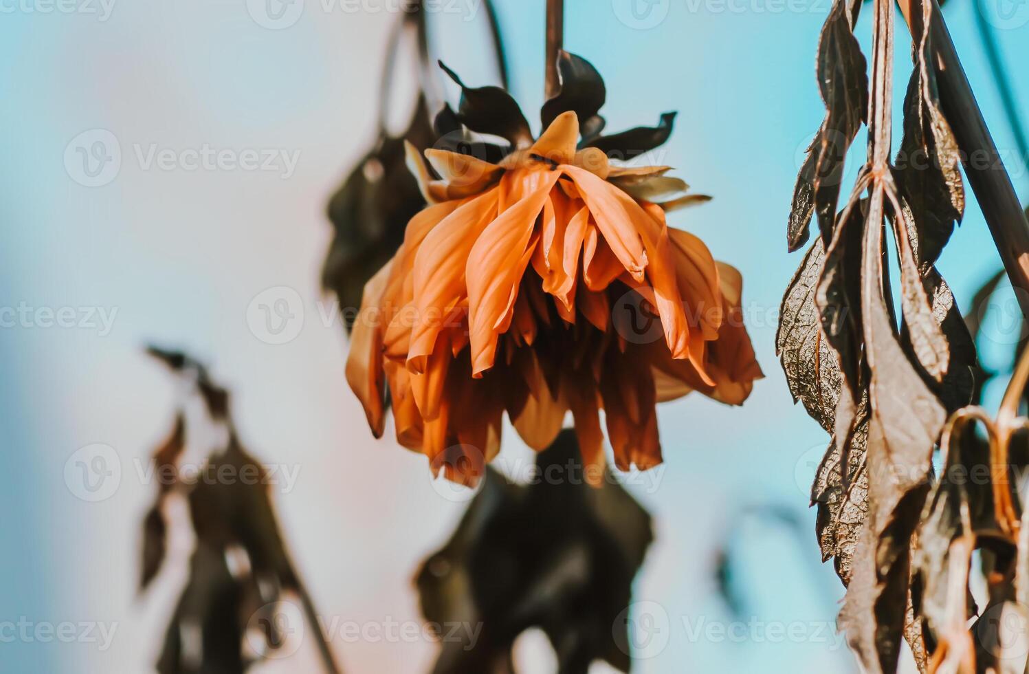 Frozen faded flower close up. photo