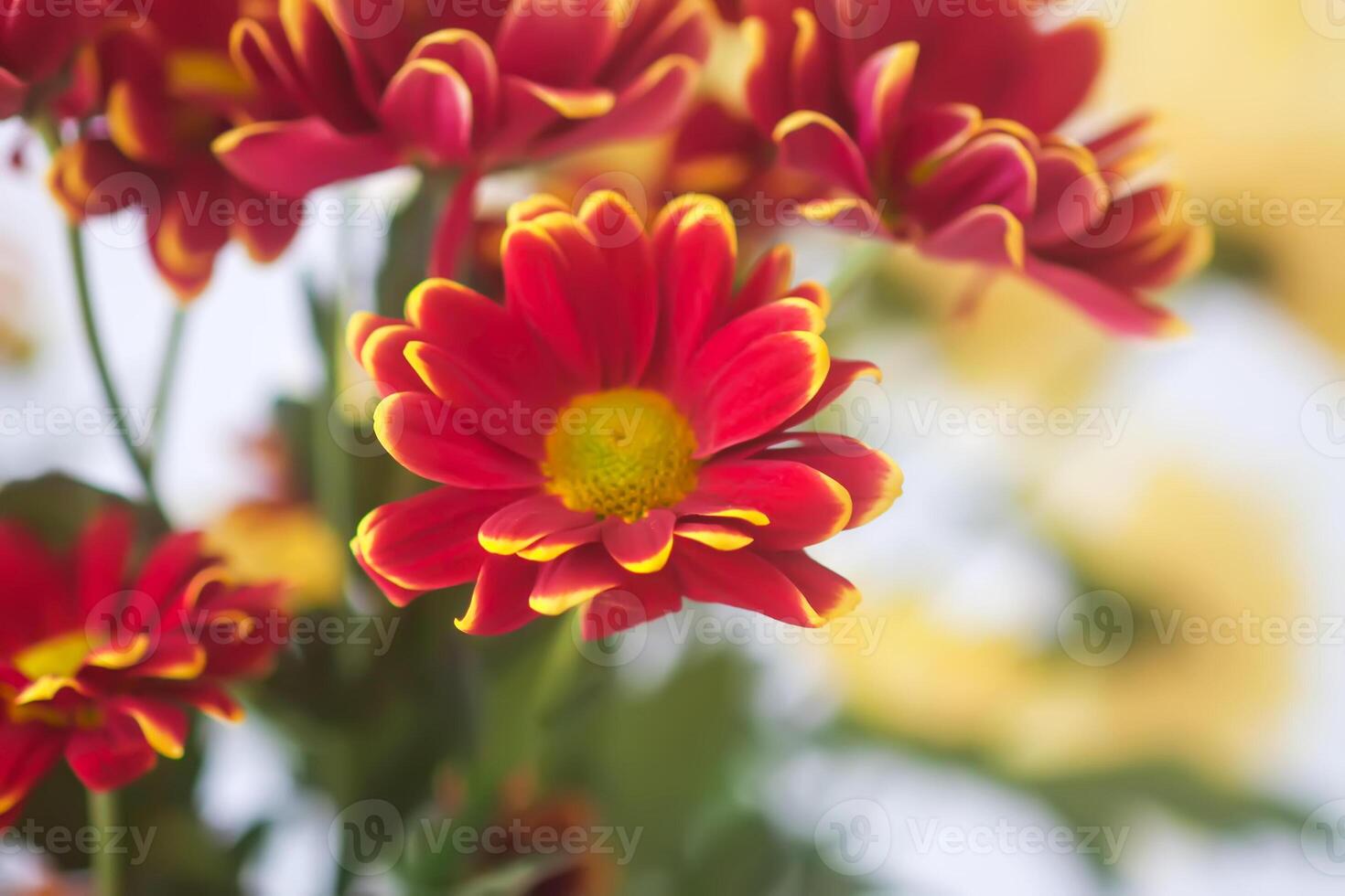 Chrysanthemum flowers. Floral decoration. Beautiful garden plants. photo