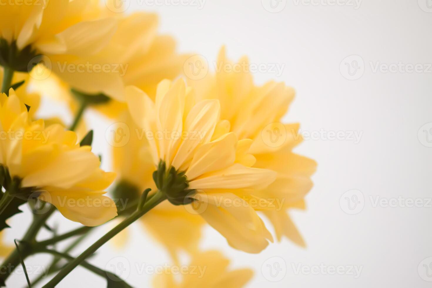 Chrysanthemum flowers. Floral decoration. Beautiful garden plants. photo