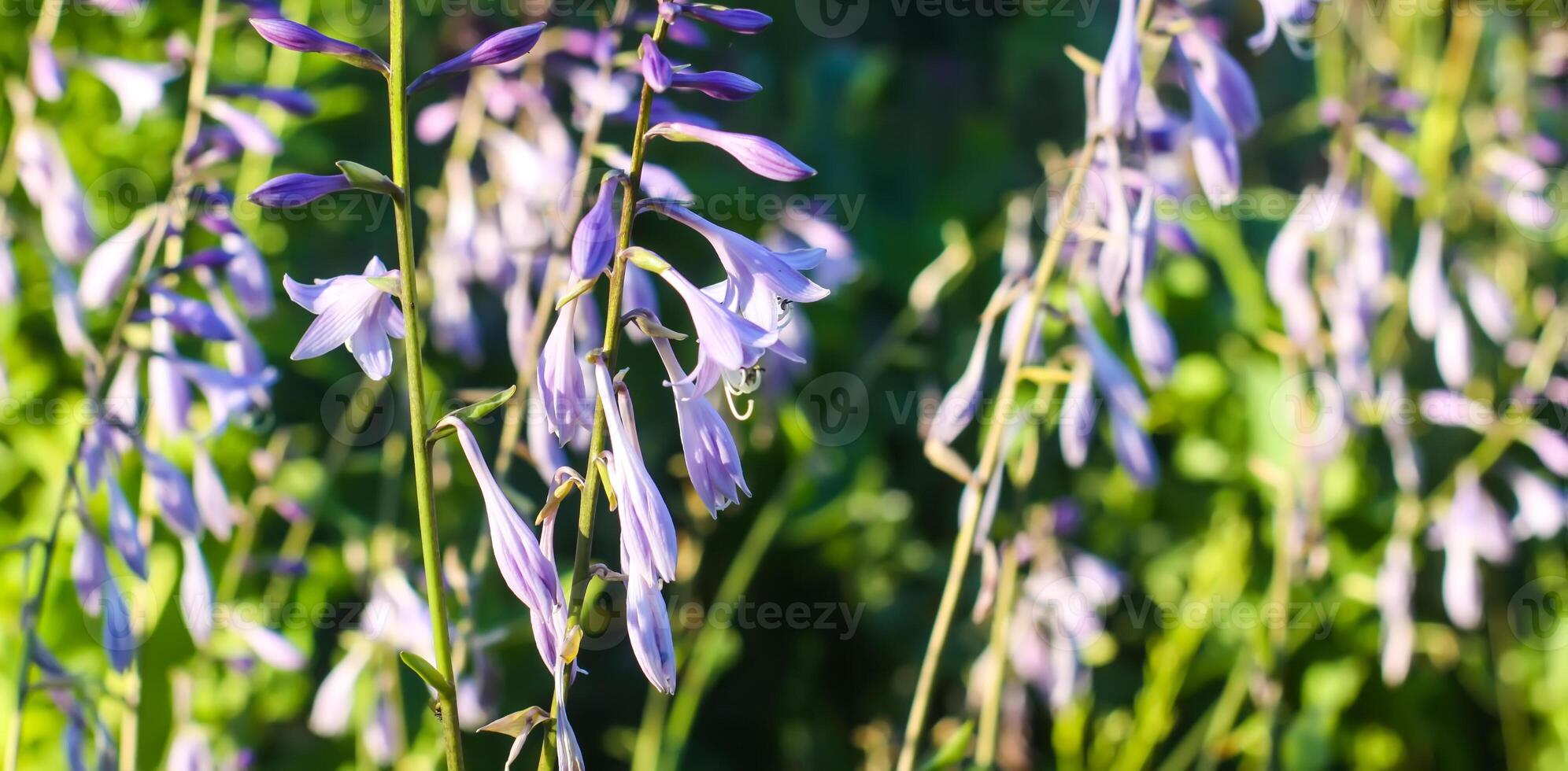 Purple Hosta plants in summer garden. photo