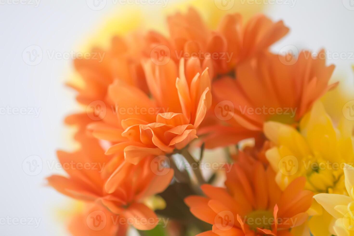 Chrysanthemum flowers. Floral decoration. Beautiful garden plants. photo