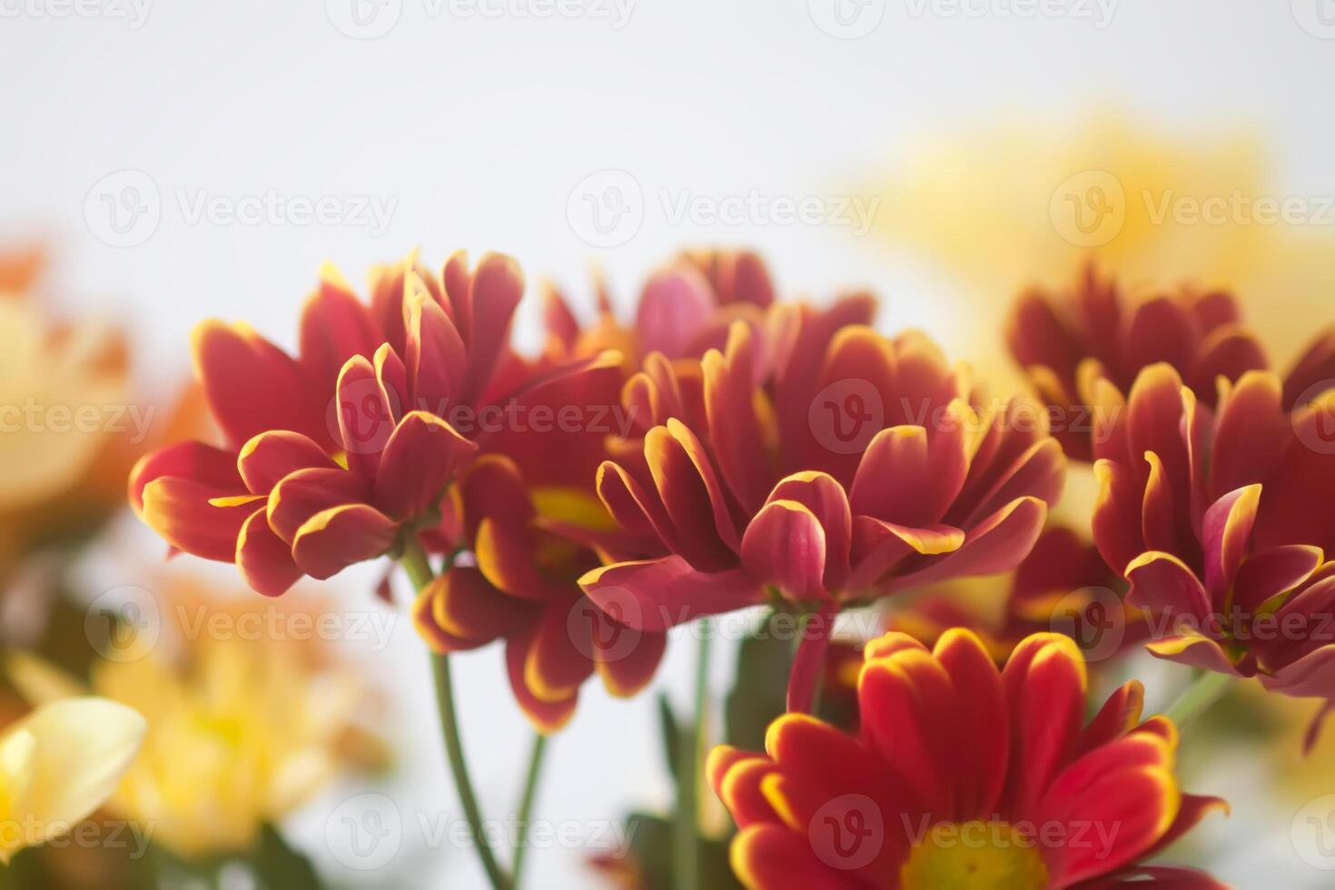 Chrysanthemum flowers. Floral decoration. Beautiful garden plants. photo