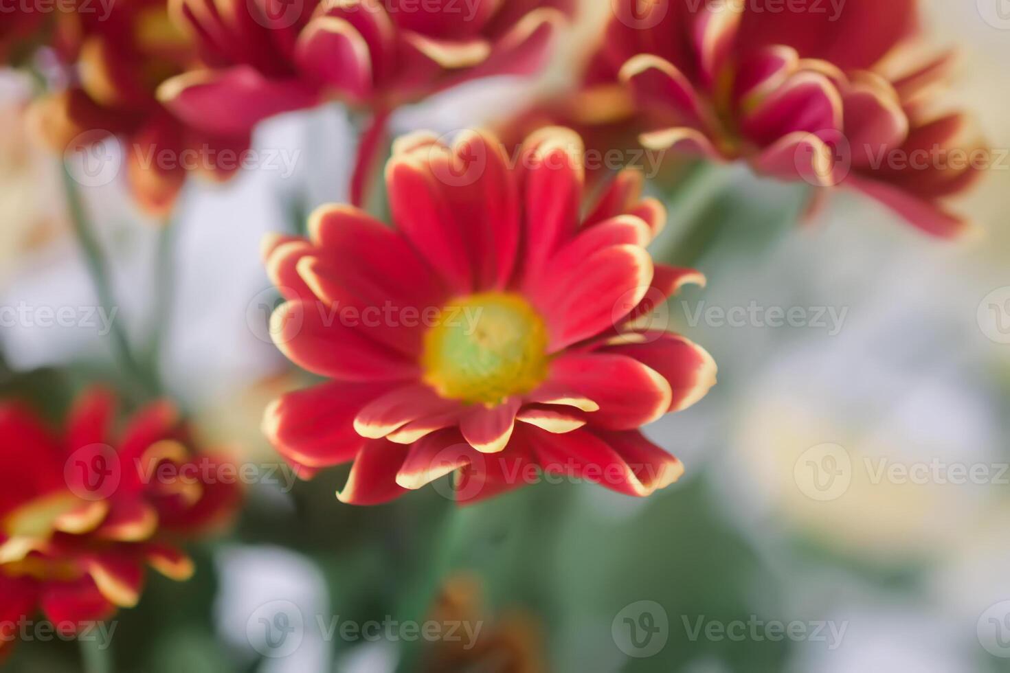 Chrysanthemum flowers. Floral decoration. Beautiful garden plants. photo
