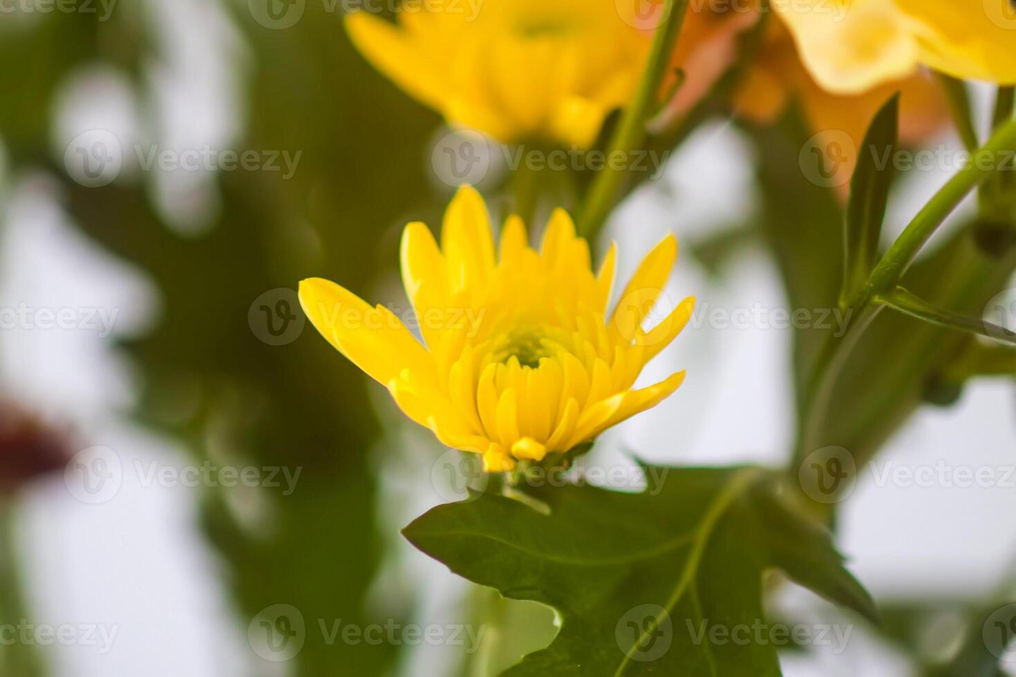 Chrysanthemum flowers. Floral decoration. Beautiful garden plants. photo