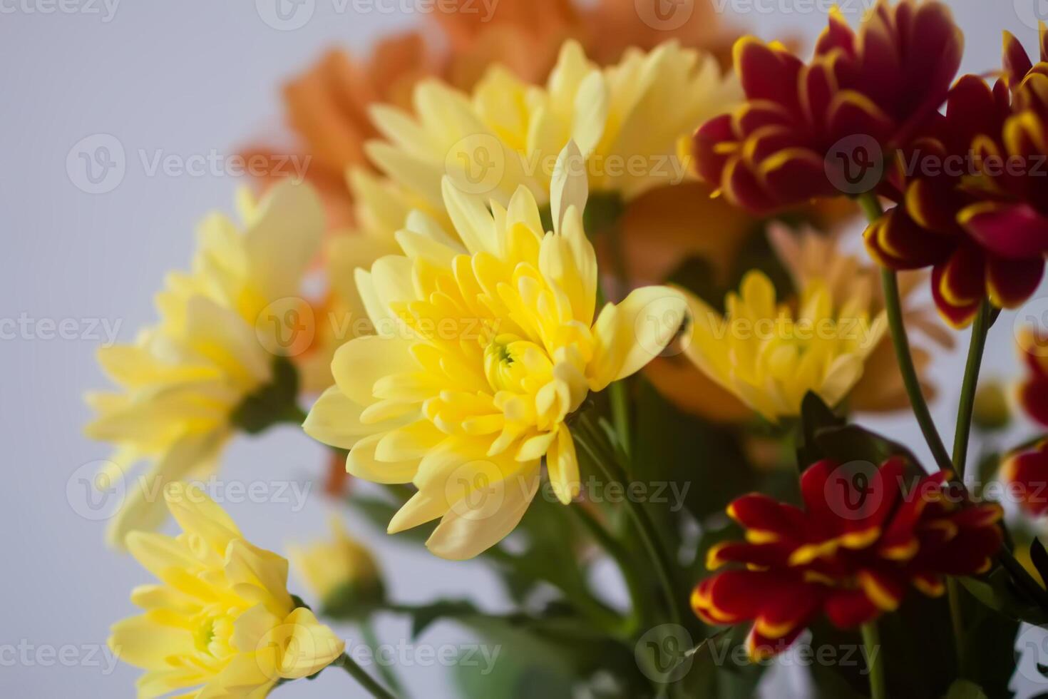 Chrysanthemum flowers. Floral decoration. Beautiful garden plants. photo