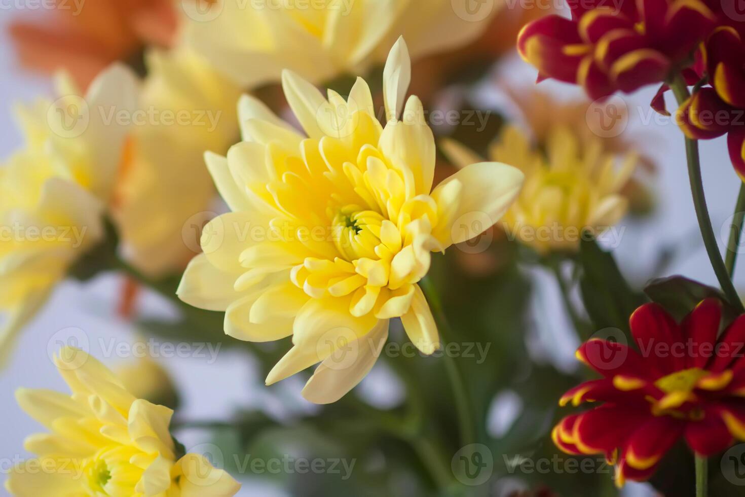 Chrysanthemum flowers. Floral decoration. Beautiful garden plants. photo
