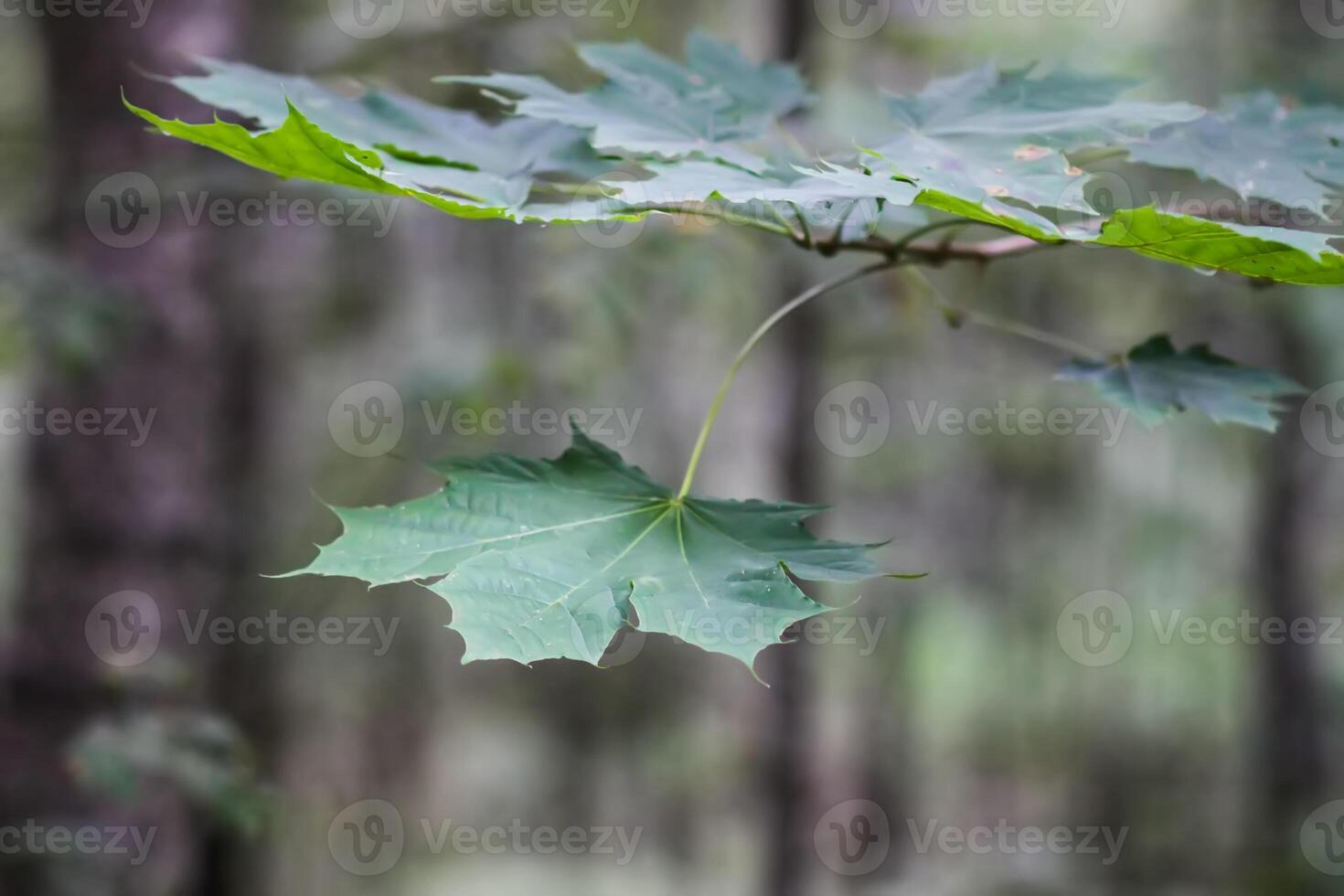 Green leaves of forest tree photo