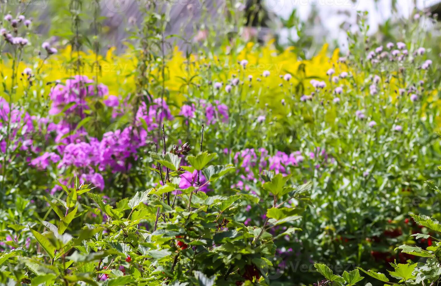 Garden flowers in summer day. Pink phloxes. photo
